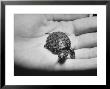 Pet Turtle by Ralph Morse Limited Edition Print