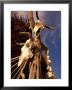 Old Cattle Skulls, Todos Santos, Baja, Mexico by Walter Bibikow Limited Edition Print