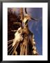 Old Cattle Skulls, Todos Santos, Baja, Mexico by Walter Bibikow Limited Edition Pricing Art Print