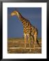 Giraffe Portrait At Sunset, Etosha Np, Nambia by Tony Heald Limited Edition Pricing Art Print