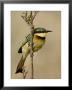 Little Bee-Eater, Masai Mara National Reserve, Kenya, East Africa, Africa by James Hager Limited Edition Print