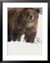 Brown Bear In Snow, North America by Murray Louise Limited Edition Pricing Art Print