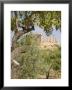 Olive And Almond Trees And The Temple Of Juno, Valley Of The Temples, Agrigento, Sicily, Italy by Olivieri Oliviero Limited Edition Print