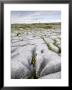 Limestone Pavement, The Burren, County Clare, Munster, Republic Of Ireland by Gary Cook Limited Edition Print