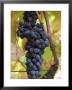 Grape Bunch In Vineyard, Domaine Pech-Redon, Coteaux Du Languedoc La Clape by Per Karlsson Limited Edition Print