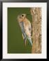 Eastern Bluebird At Nesting Cavity, Willacy County, Rio Grande Valley, Texas, Usa by Rolf Nussbaumer Limited Edition Print