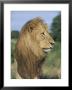 Male Lion, Panthera Leo, Kruger National Park, South Africa, Africa by Ann & Steve Toon Limited Edition Print