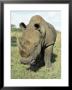 White Rhinoceros (Rhino), Ceratotherium Simum, Itala Game Reserve, Kwazulu-Natal, South Africa by Ann & Steve Toon Limited Edition Print