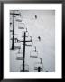 Skiers Coming Down Slope Below Chairlifts At Bittersweet Ski Resort, Otsego, Usa by Charles Cook Limited Edition Print