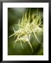 Closeup Of A Green Spider Orchid, Singapore by Tim Laman Limited Edition Print