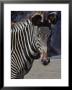 Portrait Of A Zebra In The San Diego Zoo, California by Kenneth Garrett Limited Edition Pricing Art Print