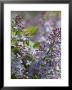 Blossoming Hyacinthiflora Lilacs by Darlyne A. Murawski Limited Edition Pricing Art Print