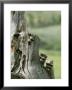 Group Of Young Racoons Peer Out From Behind A Tree Stump by Norbert Rosing Limited Edition Print