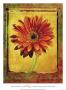 Gerber Daisy by Doug Landreth Limited Edition Pricing Art Print