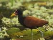 Close-Up Of Wading Wattled Jacana Bird, Madre De Dios Province, Amazon River Basin, Peru by Dennis Kirkland Limited Edition Pricing Art Print