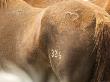 Close-Up Of Horse Brand, Malaga, Washington, Usa by Dennis Kirkland Limited Edition Print