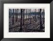 Hardwood Trail by J. Vanderbrink Limited Edition Print