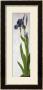 An Iris by Albrecht Durer Limited Edition Pricing Art Print