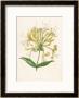 Honeysuckle by F. Edward Hulme Limited Edition Pricing Art Print