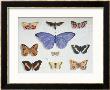 French And Foreign Butterflies by Madame Feraud Limited Edition Print