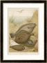 Group Of Mixed Flat Fish: Halibut Turbot Flounder Plaice And Sole by P. J. Smit Limited Edition Pricing Art Print