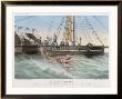 Calmar De Bouyer Giant Squid Caught By The French Vessel Alecto Off Tenerife Canary Islands by E. Rodolphe Limited Edition Print