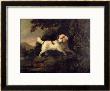 Study Of Clumber Spaniel In Wooded River Landscape by Edward Cooper Limited Edition Pricing Art Print