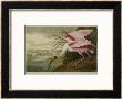 Roseate Spoonbill (Platalea Ajaja) by Henry Thomas Alken Limited Edition Pricing Art Print