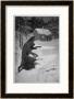 Werewolf Returning Home by S.H. Vedder Limited Edition Print
