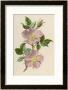 Pink Dog-Rose by F. Edward Hulme Limited Edition Pricing Art Print