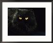 Domestic Cat, Black Persian Female At Night, Yellow Eyes Shining by Jane Burton Limited Edition Print