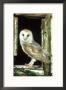 Barn Owl Perched In Old Window Frame, South Yorks by Mark Hamblin Limited Edition Pricing Art Print