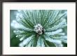 Frost On Scots Pine Needles by Mark Hamblin Limited Edition Print