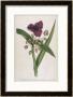 Virginian Tradescantia Or Spiderwort by William Curtis Limited Edition Print