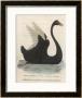 The Black Swan Of New South Wales by Harrison Cluse Limited Edition Pricing Art Print