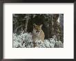 Mountain Lion In A Snowy Landscape by Jim And Jamie Dutcher Limited Edition Pricing Art Print