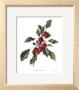 Crabapple Branch by Pamela Stagg Limited Edition Print