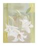Geometrie Mit Lilien by Ema Zahlmann Limited Edition Pricing Art Print