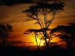Sunset Through Trees, Masai Mara National Reserve, Kenya by Frank Carter Limited Edition Print