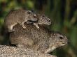 Baby Rock Hyrax Climbing On Mother's Back, Serengeti National Park, Tanzania by Anup Shah Limited Edition Print