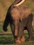 Baby African Elephant Walking With Adult, Masai Mara, Kenya by Anup Shah Limited Edition Print