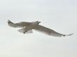 Seagull Flying With Wings Spread Wide by Oote Boe Limited Edition Print