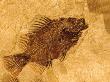 Fish Fossil In Rock by David R. Frazier Limited Edition Pricing Art Print