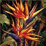 Bird Of Paradise by Dana Miller Limited Edition Pricing Art Print