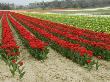 Horizontal View Of A Bright Red Tulip Field In Provence, France by Stephen Sharnoff Limited Edition Print