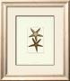 Starfish Iii by Daniel Diderot Limited Edition Pricing Art Print