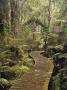 Walkway Through Swamp Forest, Ships Creek, West Coast, South Island, New Zealand, Pacific by Jochen Schlenker Limited Edition Print