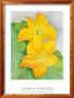 Squash Blossoms by Georgia O'keeffe Limited Edition Print