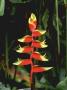 Heliconia Psittacorum (Parrot's Flower) February Singapore by Rex Butcher Limited Edition Print