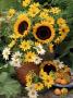 Outdoor Still Life Helianthus, Coreopsis, Daisy In Jar, Apricots On Plate by Erika Craddock Limited Edition Print